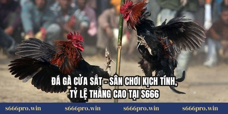 Đá Gà Cửa Sắt – Sân Chơi Kịch Tính, Tỷ Lệ Thắng Cao Tại S666